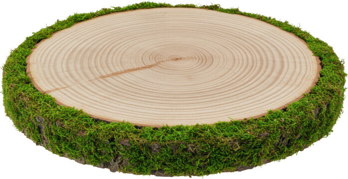 Natural Wood Slice with Green Moss Rustic Wooden Coaster Circular Tree Trunk Cross Section - Powered by Adobe