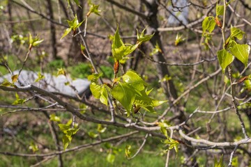 Tree buds in early spring. The first young spring leaves on a tree on a sunny day.