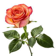 Fototapeta premium Single orange and yellow rose flower isolated on white