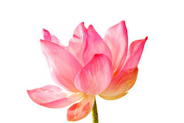 Fototapeta premium Elegant Pink Lotus Flower Blooming on White Background