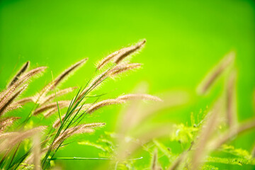 Gentle Breeze Through Tall Grass Blades on Vibrant Green Field