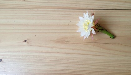 薄木目の上にそっと咲くサボテンの花、ナチュラルな中に力強さを感じるワンシーン

