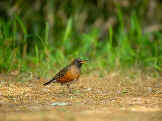 森の中で地面に降りて周りを見渡しているアカハラ