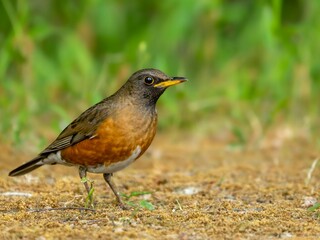 森の中で地面に降りて周りを見渡しているアカハラの美しいグラデーションの色彩。
