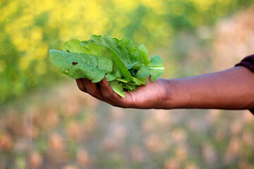 A man holding a green leaves and yellow background blur