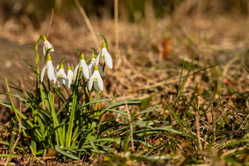 Early blooming snowdrops in a sunny spring meadow. Beautiful cluster of white snowdrop flowers blooming on a grassy meadow under warm sunlight, signaling the arrival of spring