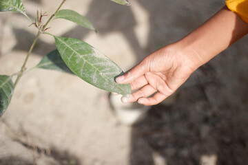 A man holding a green leaves and background blur