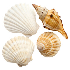 Obraz premium Seashells collection, ocean, beach, summer