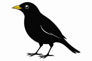 Obraz premium myna sihouette black vector