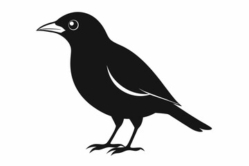 Obraz premium myna sihouette black vector