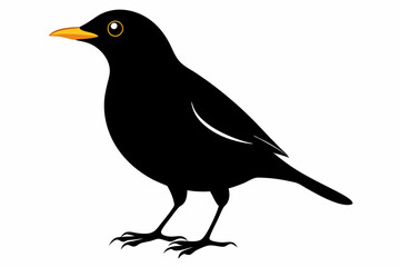 Fototapeta premium myna sihouette black vector