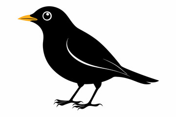 Obraz premium myna sihouette black vector