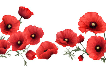 Obraz premium Beautiful poppy border with red flowers on a transparent background