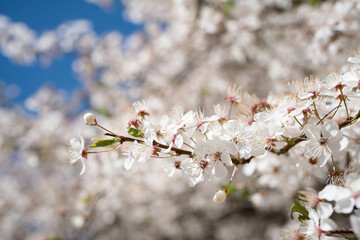 Garden blossoms over blue sky