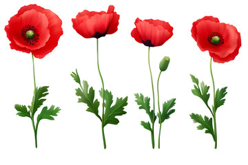 Obraz premium Set of red poppy flowers with green leaves on a transparent background