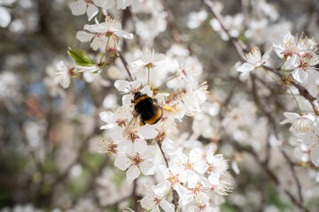 Garden blossoms over blue sky