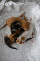 Four tiny newborn kittens sleeping close together on a soft white blanket. Peaceful scene of early life, warmth, and tenderness.