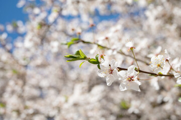 Garden blossoms over blue sky