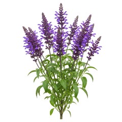 Naklejka premium Purple salvia flowers isolated on white