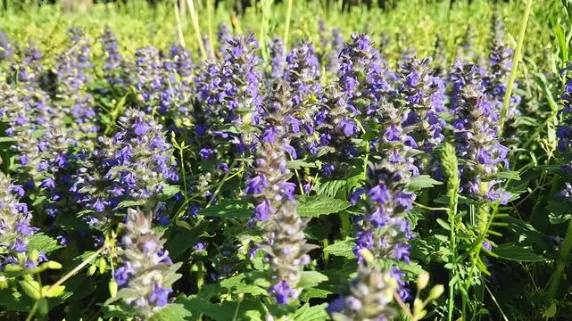 Close-up Ajuga genevensis or Geneva Bugleweed blooming with vibrant purple blue flowers arranged in elongated spikes. The green leaves provide a lush contrast of seasonal charm
