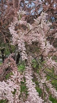 Tamarix tetrandra branches adorned with dense clusters of delicate pink flowers. The slender arching  twigs create a feathery appearance, set against a lush green backdrop