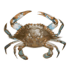 crab on white background