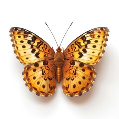 Detailed view of a beautiful orange and brown butterfly.