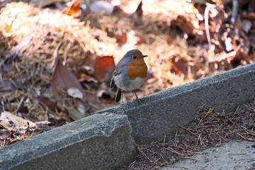 A robin (Erithacus rubecula) in a park. Robin on a concrete slab in the park, closeup of photo