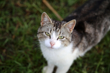 Portrait of a cat with gray spots that stands in a yard on green grass.