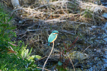 Kingfisher (Alcedo atthis). Blue bird on the shore of the pond