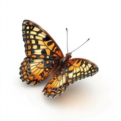 Fototapeta premium Close-up of a stunning orange and black butterfly.
