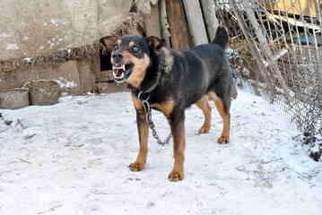 dog in snow