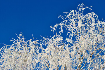 frost on the branches