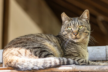 野良猫