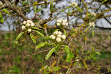 blooming pear tree