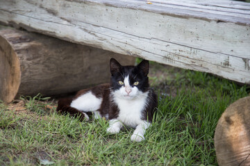 A cat of black and white coloring with spots lies in the yard on the grass.