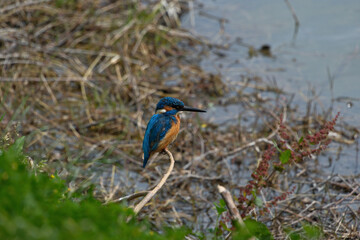 Kingfisher (Alcedo atthis). Blue bird on the shore of the pond