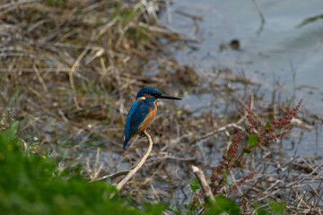 Kingfisher (Alcedo atthis). Blue bird on the shore of the pond