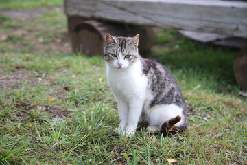 A white cat with gray spots sits in the yard on the green grass.