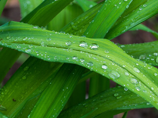 dew on a grass
