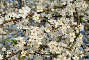 plum tree blossom