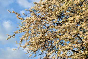 spring tree branches