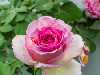 pink rose close up