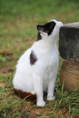 A white cat with black spots rubs its head on the edge of a wooden bench in the yard.