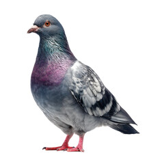 Fototapeta premium A pigeon. Gray bird isolated on transparent PNG background