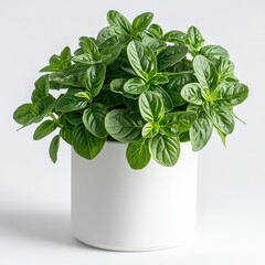 Fresh oregano plant in white pot isolated on white background, organic herb and kitchen garden concept