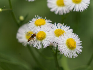 Fototapeta premium daisy in the garden