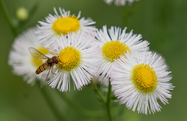 Obraz premium bee on white daisies in the garden 