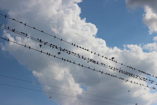 Rows of birds perched on power lines against a backdrop of vibrant clouds during a clear afternoon sky
