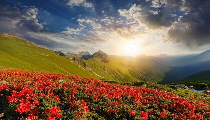 Obraz premium red flowers bloom under bright sun cloudy sky over mountains